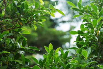 Obraz premium rain drop on green leaf nature