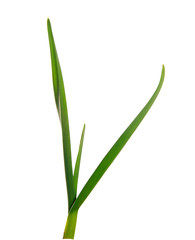 green garlic leaves on an isolated white background. green grass isolate