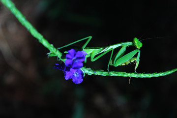 grasshopper on a purple flower