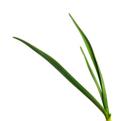 green garlic leaves on an isolated white background. green grass isolate