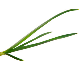 green garlic leaves on an isolated white background. green grass isolate