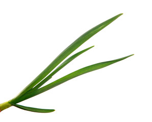 green garlic leaves on an isolated white background. green grass isolate