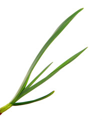 green garlic leaves on an isolated white background. green grass isolate