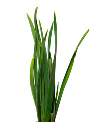 large bunch of green leaves of garlic on an isolated white background. bouquet of green grass isolate