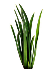 large bunch of green leaves of garlic on an isolated white background. bouquet of green grass isolate