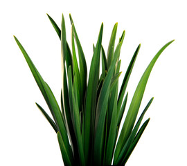 large bunch of green leaves of garlic on an isolated white background. bouquet of green grass isolate
