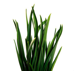 large bunch of green leaves of garlic on an isolated white background. bouquet of green grass isolate