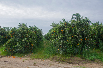 Fototapeta na wymiar Ripe oranges on trees