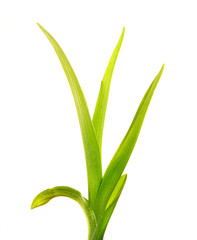 bunch of green leaves of the daylily flower on an isolated white background. bouquet of green grass isolate