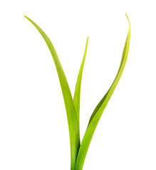 bunch of green leaves of the daylily flower on an isolated white background. bouquet of green grass isolate