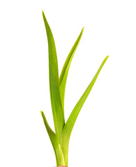 bunch of green leaves of the daylily flower on an isolated white background. bouquet of green grass isolate