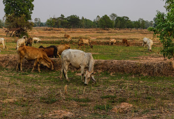 Cows are eating grass