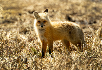Red fox stare