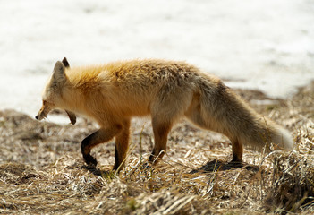 Red Fox Yawn