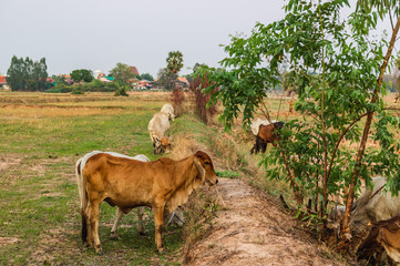 Cows are eating grass