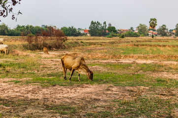 Cows are eating grass