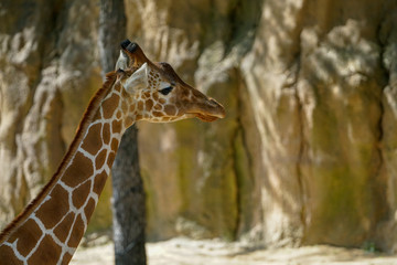 Side view of a giraffe head