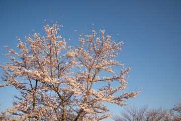 朝日の中の桜