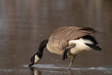 Canada Goose drinking water