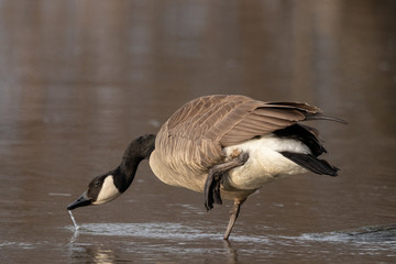 Canada Goose drinking water