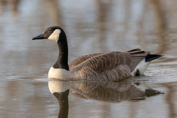 canadian goose on water