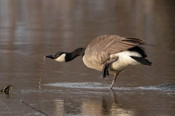 Canada Goose Drinking