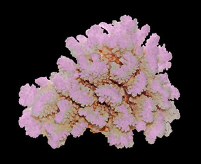 coral isolated on black background