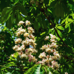 Chestnut bloom at spring