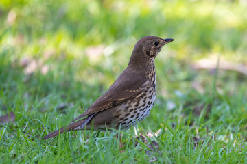 Song thrush (Turdus philomelos)