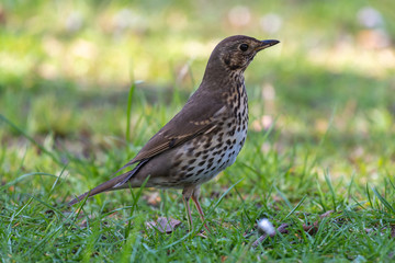 Song thrush (Turdus philomelos)