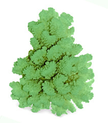 coral isolated on white background © Dmitry