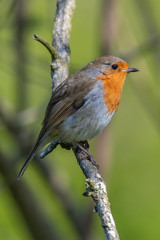 European robin (Erithacus rubecula)