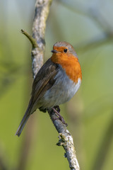 European robin (Erithacus rubecula)
