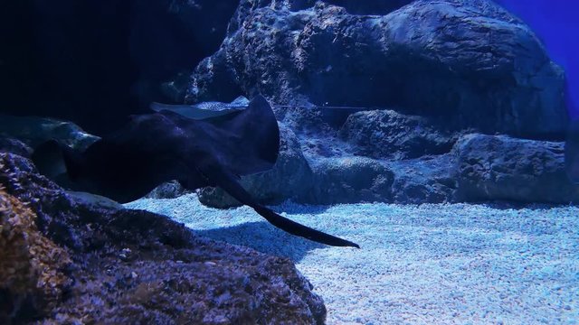 Whiptail stingrays swimming in aquarium among stones and seaweeds. Footage of Dasyatidae family fish, bottom-dwelling marine ray with flattened body and long poisonous serrated spine, underwater world