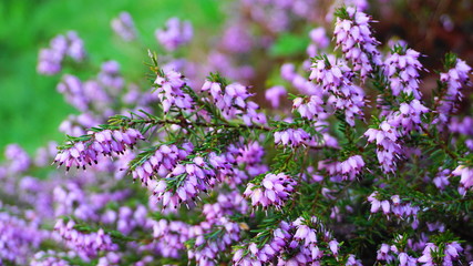Meadow of Calluna vulgaris flowers close up. Evergreen plant.