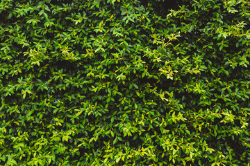 Obraz premium Green leaves wall background, plant on the wall