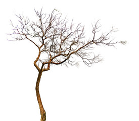 Dry tree isolated on white background