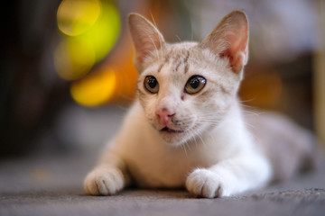 Blurred brown and black cat lay down on the floor and look forward.Brown cat with yellow eyes sitting on the floor