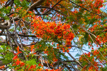 Royal poinciana tree