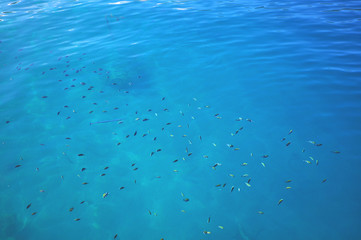 Beautiful island beach. View of tropical beach with several fish in a clear blue lagoon. Holiday and vacation concept.