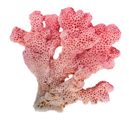 coral isolated on white background © Dmitry