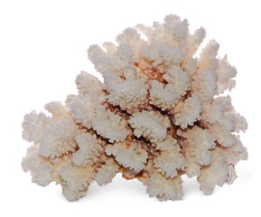 coral isolated on white background © Dmitry