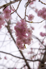 しだれ桜と青空