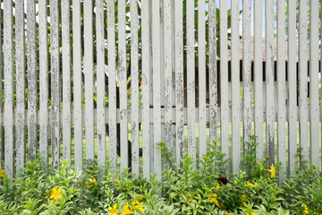 White wooden fence with plant in daytime.