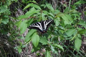 Pale Swallowtail (Papilio eurymedon) yellow and black butterfly in Beartooth Mountains, Montana