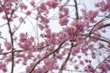 色に濃い桜