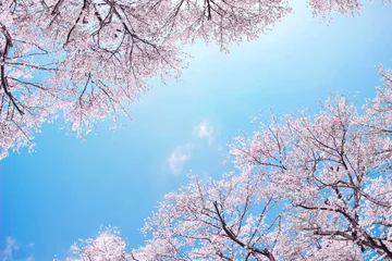 Tuinposter 桜 © LAYW
