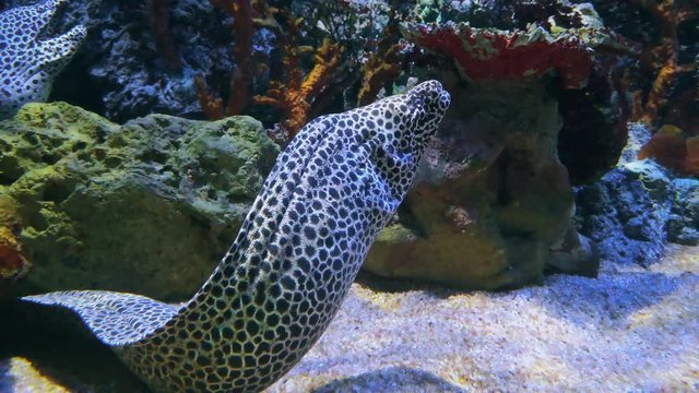 Gymnothorax favagineus, spotted moray eel among hard corals. Muraenidae with leopard like spots. Speckled white cong moringa, giant old moray-eel in underwater aquarium, tessellate or honeycomb moray