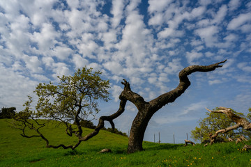 Fototapeta na wymiar Crooked Tree