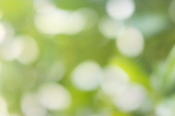 Obraz premium Green bokeh background of leaf.